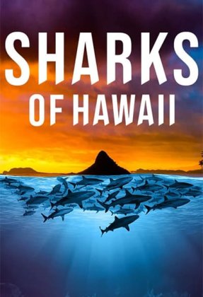 Sharks of Hawaii